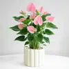 Planta en Maceta de Anturio con Flores, Planta de Interior para Escritorio de Oficina, Planta Verde para Sala de Estar, Purifica el Aire, Bonsái Fácil de Mantener