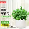 Plantas de hortelã em vasos são comestíveis e podem ser usadas como folhagem repelente de mosquitos. O alecrim é uma ótima escolha para espaços de escritório, pois é uma planta hidropônica resistente, que cresce o ano todo e é fácil de cuidar.