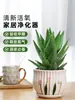 Planta de Aloe Vera en Maceta Interior Además de Formaldehído Purifica el Aire Flores Plantas Verdes Oficina Cactus Plantas Suculentas Buenas para las Cuatro Estaciones