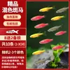 Guppy, Pez Pequeño, Pez Tropical, Todo Tipo de Limpiadores, Peces Ornamentales Fáciles de Criar, Cebra de Agua Dulce Pequeña, Pez Dorado