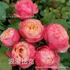 Plántulas de Rosas de Flor Grande, Plántulas de Rosas de Flor Europea, Plántulas de Rosas Fragantes, Plántulas de Rosas Arbustivas, Plantas Verdes de Floración en las Cuatro Estaciones