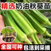 5A Semilleros de Okra Frutal Cuatro Estaciones Alto Rendimiento Listos para Comer Crujiente Dulce Interior Exterior Balcón Patio Fácil de Cultivar Okra Roja Enviada con Tierra