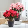 Rododendro Planta de Flor en Maceta Flor de Interior con Capullos, Montón Viejo Grande, Flores Floreciendo en Todas las Estaciones, Plantas Verdes Fáciles de Cultivar y Vivir