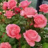 Planta de Rosas para Balcón con Semillas de Rosa, Rosas en Maceta de Fragancia Fuerte Todo el Año, Plantas de Flores Extra Grandes para Balcón y Patio