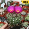 Sistemas Radiculares de Cactus Fáciles de Cultivar, Cactus Columna de Pelo Corto, Colección de Cactus Fáciles de Cuidar para Principiantes