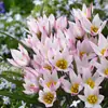 Bulbos de Tulipán Nativos, Bulbos Pequeños, Florales Perennes, Plantas en Maceta Importadas de los Países Bajos, Plantas de Jardín para Principiantes