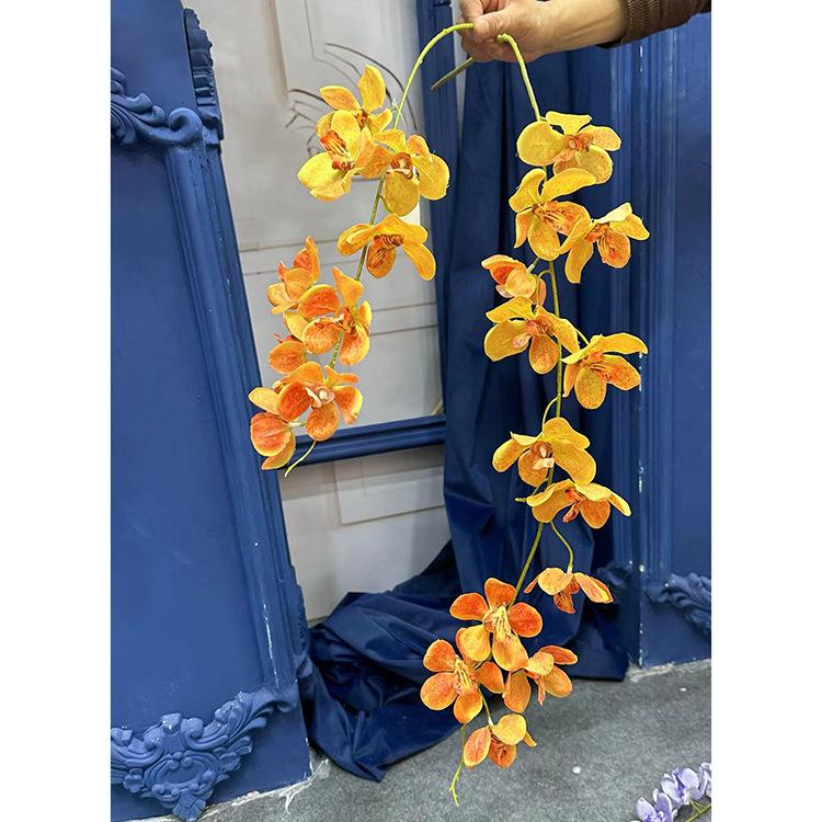 2叉万代兰-桔色.jpg