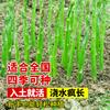 Plántulas de Raíz de Espárrago Recién Desenterradas, Nuevas Plántulas de Espárrago para Plantar en Todas las Estaciones, Plántulas de Verdura para Consumo, Plántulas para Jardín, Semillas de Espárrago en Maceta