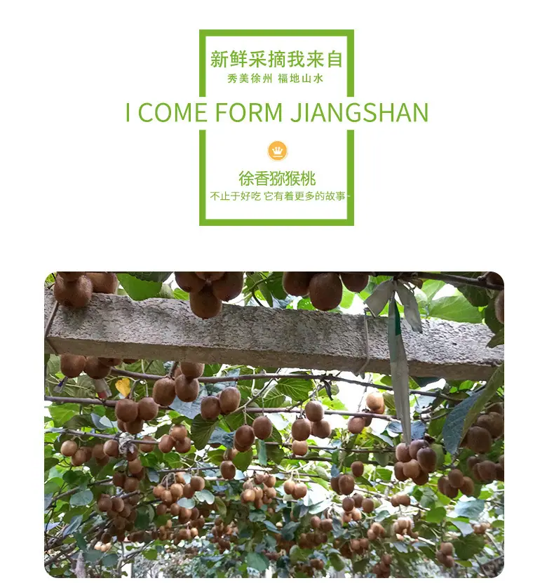 陕西周至徐香猕猴桃详情图4