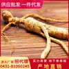 Ginseng Americano Transplantado da Montanha Changbai, Ginseng da Montanha e Ginseng Vermelho do Nordeste de Jilin para Fazer Vinho, Sopa e Suplementos de Saúde