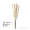 [50 cm curto pequena coleta de poeira] pequeno Reed pequeno pó pampas grama Amazon fornecimento de comércio exterior