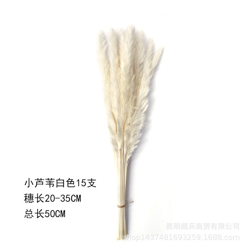 小芦苇白色15支.jpg