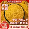 5 jin Mijo Amarillo Grado 1 de Shanxi Arroz de Postparto Granos Enteros y Cereales Arroz Mijo Glutinoso Mijo Amarillo de Granja Temporada Actual Grano Nuevo Envío Gratis