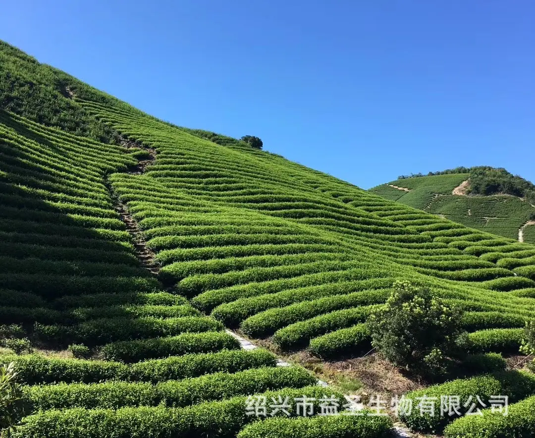 茶叶基地.jpg