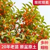 Mudas de Osmanthus São Plantadas no Solo, Grandes Plantas de Osmanthus Dourado e Osmanthus Vermelho Perenes de Quatro Estações em Vasos, Flores Fragrantes para Varanda, Plantas de Jardim Resistentes ao Frio