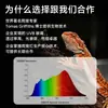 Precio Especial En Stock Lámpara T5 para Reptiles Lámpara de Sol para Tortugas Lámpara UVB Lámpara de Sol Lámpara de Sol con Suplemento de Calcio para Reptiles Suministros para Reptiles
