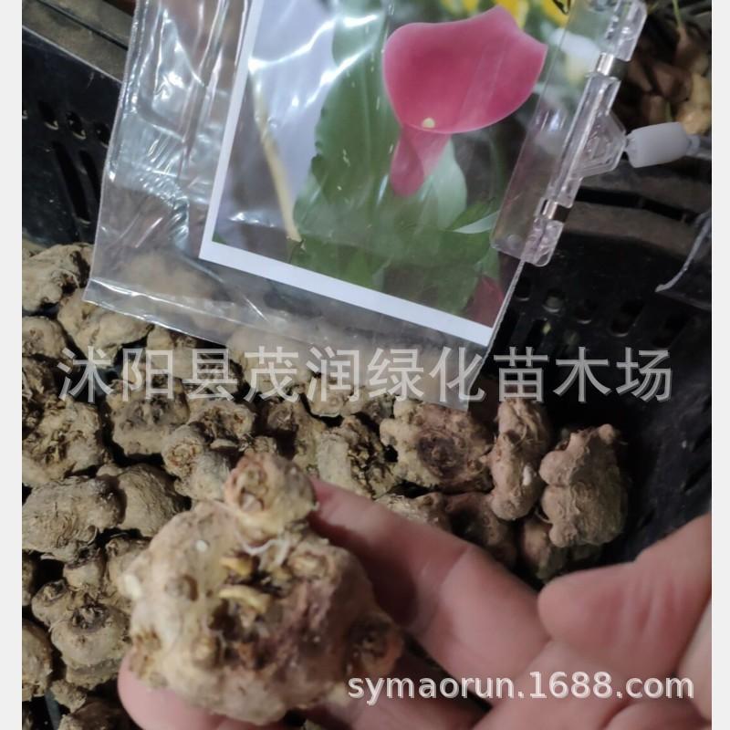 马蹄莲种球06