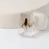 Especímenes Delgados de Insectos Reales, Adornos de Escritorio de Animales Reales, Escorpiones, Tortugas Doradas, Cigarras, Materiales Didácticos para Niños, Manualidades de Resina