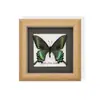 Marco de Espécimen de Mariposa Rara para Exhibición, Regalo o Decoración; Regalo de Madera Único y Versátil