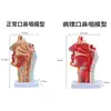 Tipo de Anatomia da Garganta, Cavidade Nasal, Cavidade Nasal, Modelo Oral, Cavidade da Garganta, Garganta Nasal Humana, Molde de Corte da Cavidade Oral