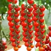 Adecuado para plántulas de tomate, plántulas de tomate cherry, plántulas de pimiento, plántulas de verduras, plántulas de berenjena morada, plantas en maceta, Leide