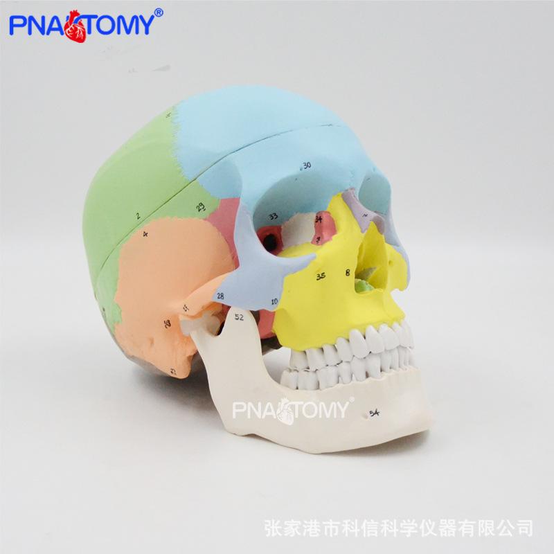 PNT-0153N 彩色头骨标数字0.jpg