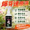 Ampolla Potenciadora de Brotes Suculentas Diferenciación de Brotes Elemento de Vitalidad Universal para Plantas en Maceta Buganvilia Rosa Raíces Solución Nutritiva