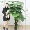 Qin Ye Rong Planta Fotográfica en Maceta Hotel Planta Verde Falsa Biónica Decoración de Sala de Estar Árbol Falso de Pie Flor Falsa Puerta