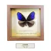 Marco de Fotos con Espécimen de Mariposa Verdadera Pintura Decorativa de Madera DIY Marco de Fotos Vintage Decoración de Muebles de Mesa Regalo de Cumpleaños