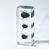 Especímenes de Insectos de Resina Real: Insectos Reales, Escarabajos, Arañas, Ciervos Voladores, Escarabajos Rinoceronte, Escorpiones, Ciempiés, Cangrejos, Mantis Religiosas, Adornos de Especímenes