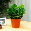 Plantas Verdes de Interior, Bonsai, Plantas Verdes que Removem Formaldeído, Plantas Verdes para a Mesa da Sala de Estar, Sempre Verdes o Ano Todo, Purificam o Ar