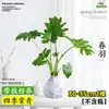 Ave-do-Paraíso Planta Hidropônica Planta Verde Flor em Vaso Planta de Interior Sala de Estar Hidropônica Sem Solo Monstera Sempre Verde o Ano Todo