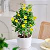 Plántulas de Semilla de Jazmín Enredaderas Trepadoras Enredadera de Perfume Francés Maceta Balcón Patio Florales Trepadores Jazmín Amarillo