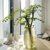 Serviço de Dropshipping para Árvores Estilo Bonsai Hidropônico de Ligustrum de Folha Pequena, Plantas Ornamentais Perenes com Folhagem e Caules, Galhos e Flores Recém-Cortados