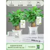 Árbol del Dinero Maceta Flores, Sala de Estar, Casa Próspera, Plantas Verdes, Fácil de Cultivar en Todas las Estaciones, Árbol del Dinero, Plantas Hidropónicas de Escritorio para Oficina