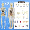 Ventas Directas de Fábrica Modelo del Cuerpo Humano Juguetes para Niños Ciencia Cognitiva Stem Rompecabezas Educativo Ensamblaje de Órganos Estructura Ósea del Esqueleto