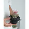Piña Aérea Plantas Verdes de Escritorio para Oficina Plantas Pequeñas en Maceta de Interior Fáciles de Mantener Durante Todo el Año Flores Estabilizadoras del Ánimo para Personas Perezosas