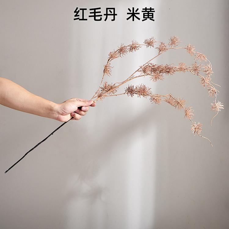 红毛丹  米黄