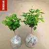 Planta de Interior Forma de Caneta Jasmim Flor Única Jasmim Planta em Vaso Jasmim Pirulito Jasmim Perfumado Haste Única Jasmim de Todas as Estações Rei