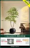 Planta Verde Artificial Nantianzhu, de Gama Alta y Lujo, de Pie, Grande para Interiores y Exteriores, Bonsái de Alta Calidad, Árbol Falso para la Sala de Estar