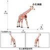 Simulación Sólida Cognitiva Juguete de Animal Modelo de Animal Juguete de Jirafa Modelo de Jirafa Regalo Niño Niña