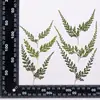 Hojas de Helecho Hojas Reales DIY Planta Espécimen en Relieve Marco de Fotos Pegamento Funda de Teléfono Vela de Aromaterapia Material Venta al por Mayor