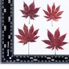 Planta de hoja de arce espécimen infantil pintura de hojas material de bricolaje flor seca marco de fotos en relieve marcapáginas hoja seca espécimen de enseñanza