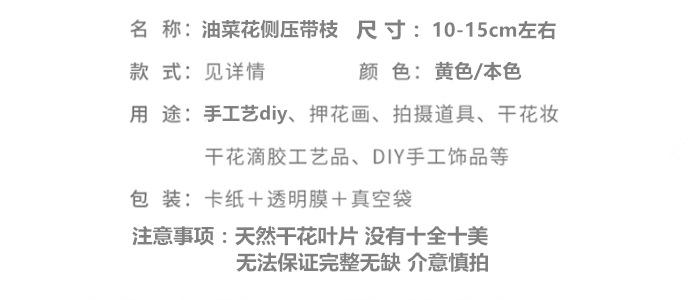 带枝油菜花.png