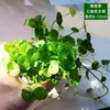 Materiales DIY para Micro-Paisajismo con Musgo, Planta Individual de Hierba de Malla, Plantas Verdes Frescas para Acuapaisajismo, Helechos para Paisajismo de Tanques Aqua-Terrestres
