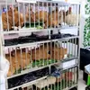 Jaulas de Acero Inoxidable de Tres y Dos Niveles para Pollos, Patos, Conejos y Palomas, Adecuadas para Uso Doméstico y al Aire Libre, Impermeables Multicapa