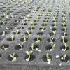 Esponja para muda hidropônica de vegetal com furo redondo Cruzado Algodão de plantio branco Cultura sem solo Algodão de plantio em buraco para vegetal