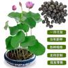 Sementes de Lótus Vegetais Abriram Sementes de Lótus Semeadura de Sementes de Lótus em Todas as Estações Hidropônico Mini Lótus Sem Vaso Ninféias
