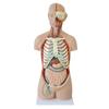 85CM Modelo de Tronco Humano de Meio Corpo Sem Órgãos de Fábrica Direto 17 Peças Removíveis Modelo de Ensino Biomédico