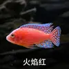 Peces Tropicales de Agua Dulce Vivos para Principiantes, Incluyendo Cíclidos, Peces Vivos con Envío Gratis